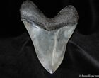 Huge, Serrated Inch Megalodon Tooth #185-1